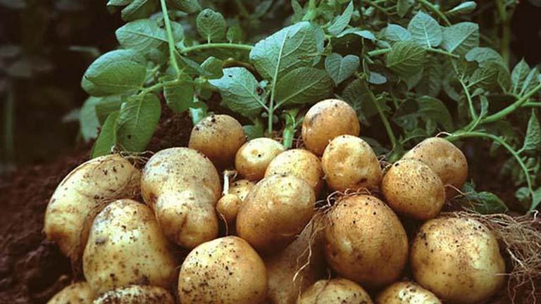 các loại rau củ 8