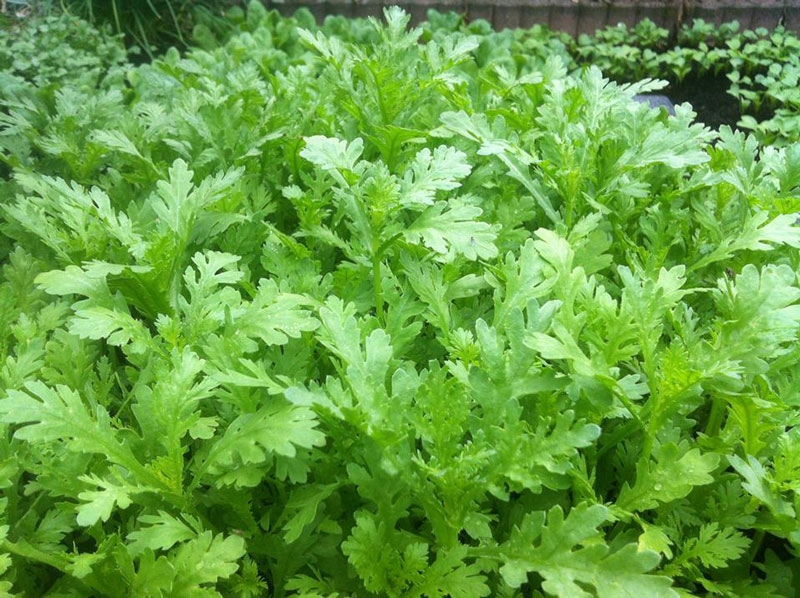 các loại rau xanh 9