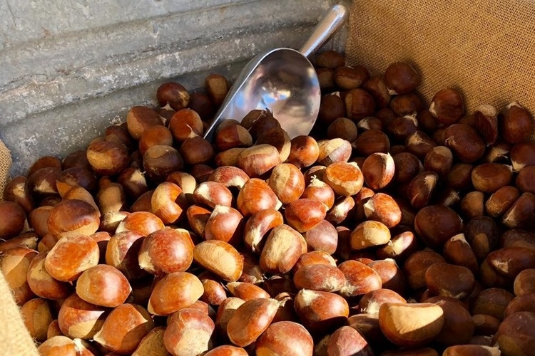 Cách bảo quản hạt dẻ tươi trong tủ lạnh: Giữ được độ ngon và dưỡng chất lâu dài