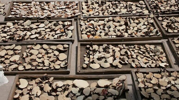 Cách bảo quản nấm linh chi (Hình 3)