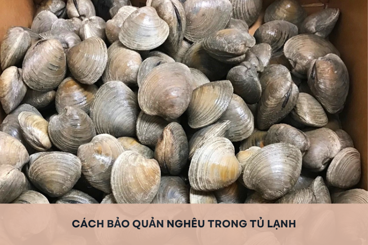Học ngay cách bảo quản nghêu trong tủ lạnh để giữ được độ tươi ngon và chất dinh dưỡng lâu hơn
