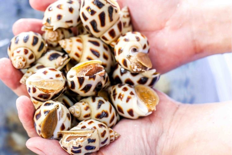 Hướng dẫn cách bảo quản ốc hương đơn giản giúp giữ nguyên độ ngon như ban đầu