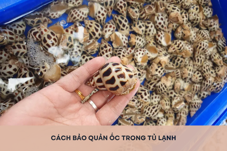 Bỏ túi cách bảo quản ốc trong tủ lạnh cực đơn giản mà vẫn giữ được độ tươi và thơm ngon