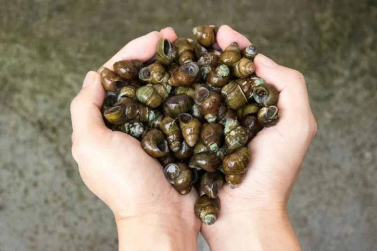 cách bảo quản ốc trong tủ lạnh hình 3