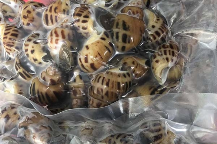 cách bảo quản ốc trong tủ lạnh hình 4