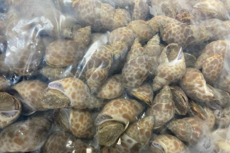 cách bảo quản ốc trong tủ lạnh hình 5