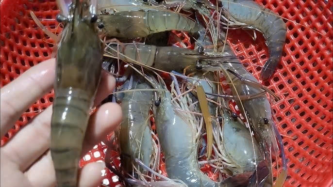 cách bảo quản tôm tươi không có tủ lạnh ảnh 1