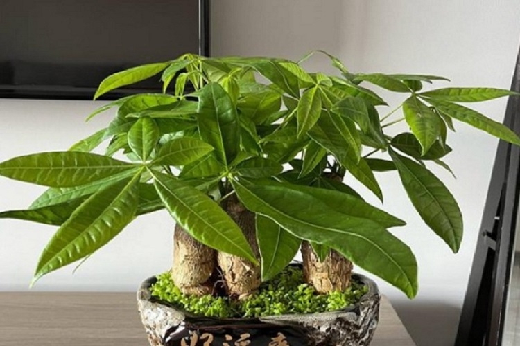 Cách chăm sóc cây kim ngân (Hình 1)