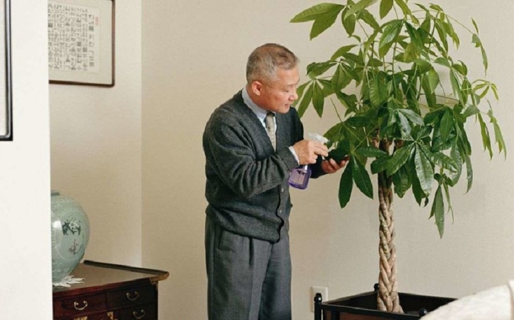 Cách chăm sóc cây kim ngân (Hình 2)