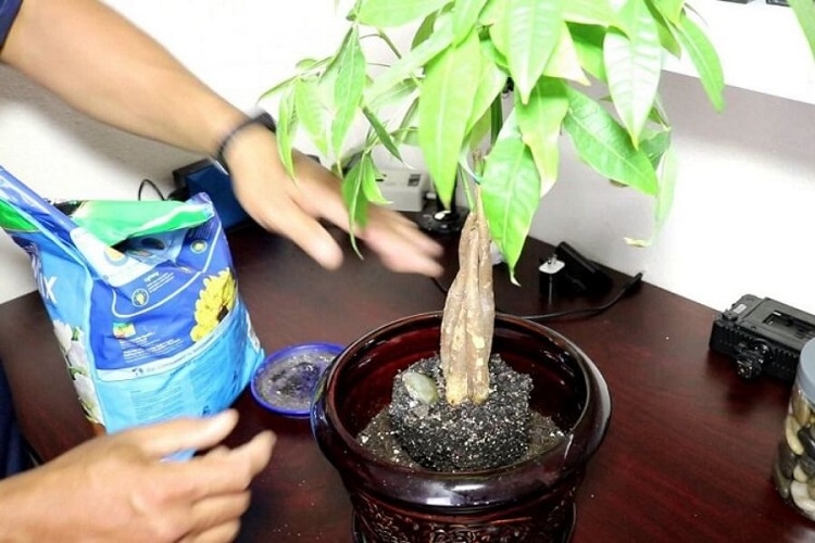 Cách chăm sóc cây kim ngân (Hình 3)