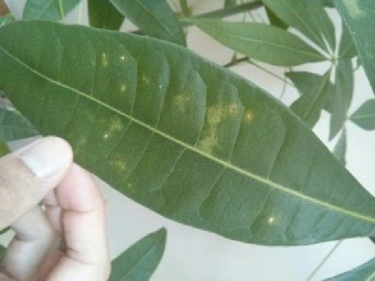 Cách chăm sóc cây kim ngân (Hình 5)