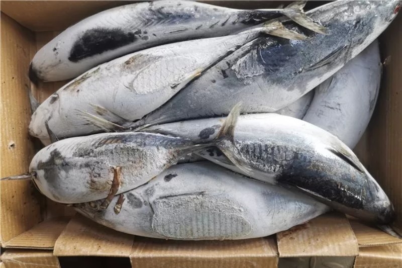 cách chế biến cá ngừ 2