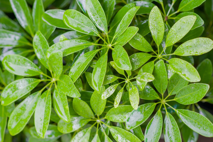 cách chế biến cây ngũ gia bì 1