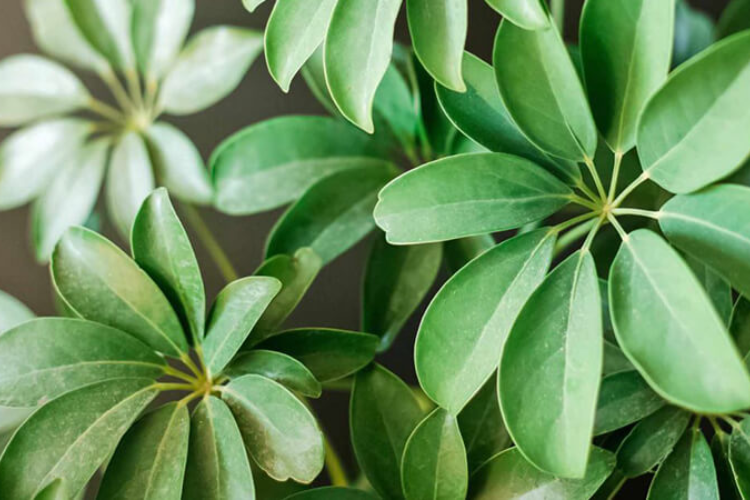 cách chế biến cây ngũ gia bì 2