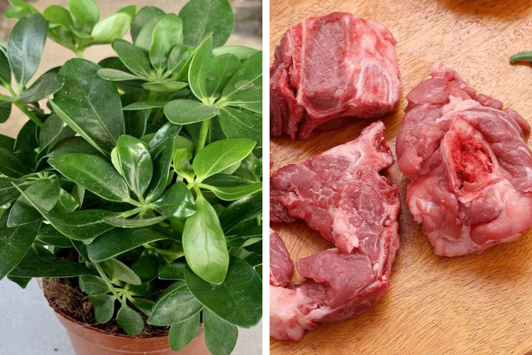 cách chế biến cây ngũ gia bì 3