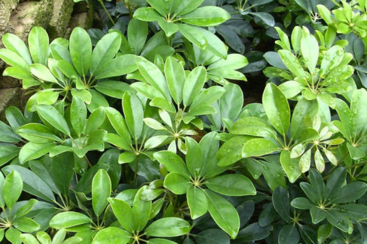 cách chế biến cây ngũ gia bì 5