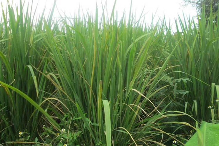 cách chế biến củ niễng hình 2