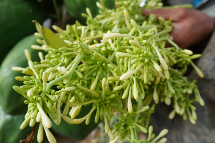 cách chế biến hoa đu đủ đực 1