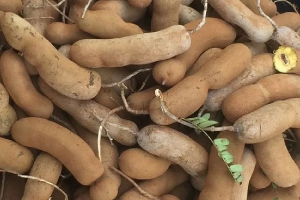 nguyen lieu mut me xanh chua ngot