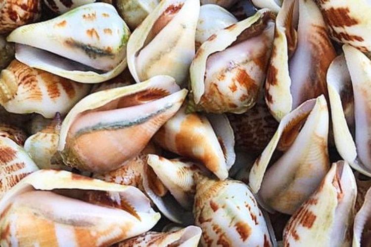 cách chế biến ốc nhảy 1
