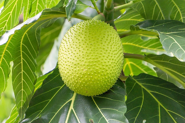 Cách chế biến quả sa kê ảnh 2