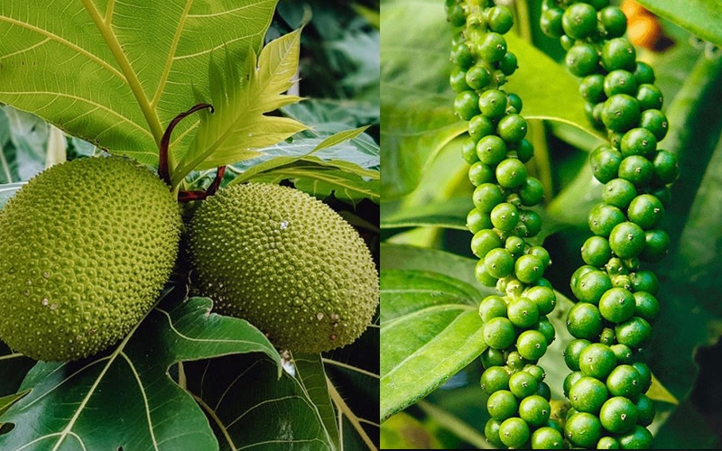 Cách chế biến quả sa kê ảnh 11