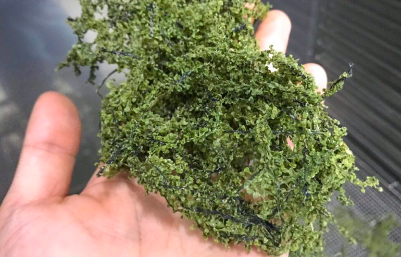 chế biến rong nho (hình 3)