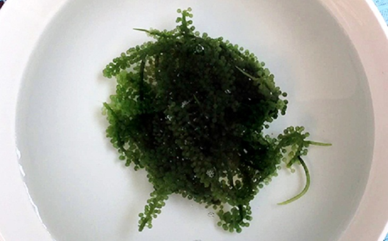 chế biến rong nho (hình 5)