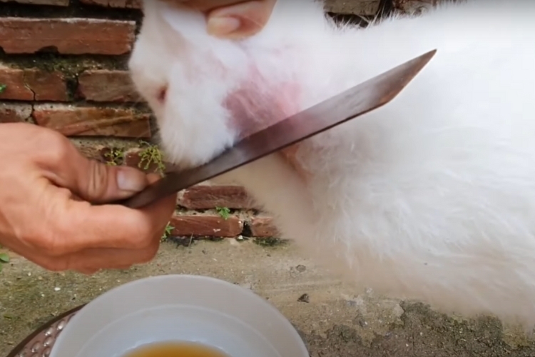 cách chế biến thịt thỏ 1