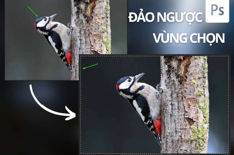Cách đảo ngược vùng chọn Photoshop ảnh 1