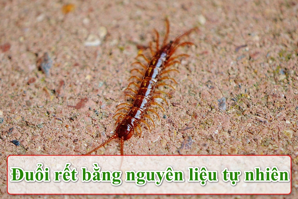 Cách đuổi rết ra khỏi nhà hiệu quả và an toàn mà không cần dùng hóa chất độc hại