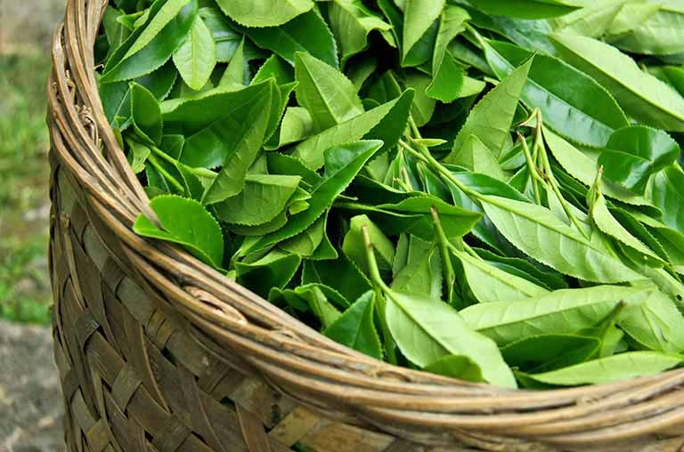 cách hãm chè xanh không bị đỏ 2