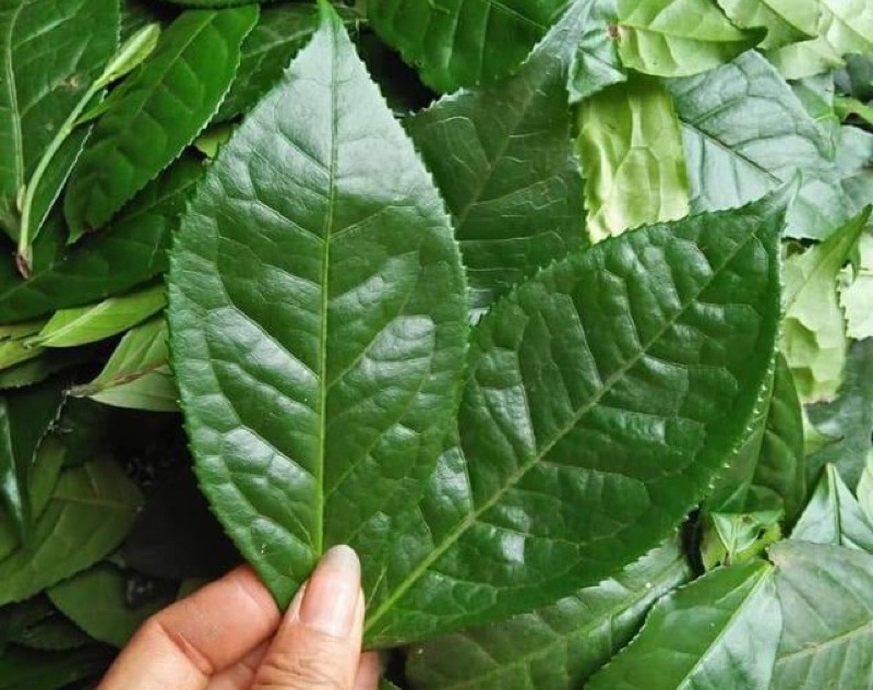 cách hãm chè xanh không bị đỏ 3