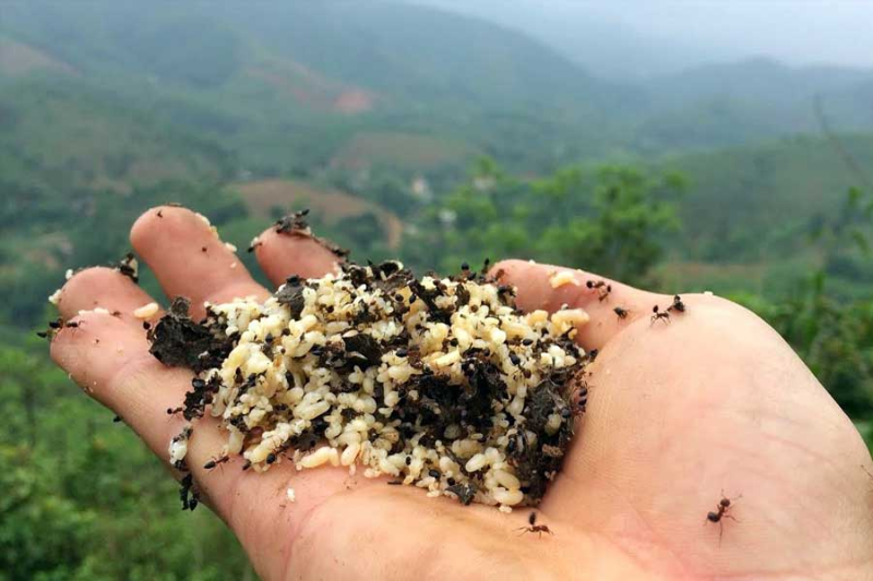 cách làm bánh trứng kiến 6