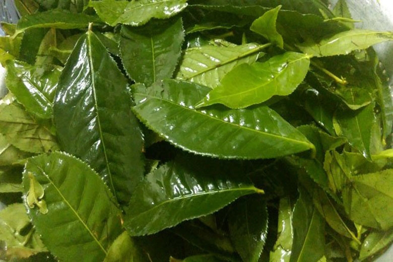 Cách làm bột trà xanh 2