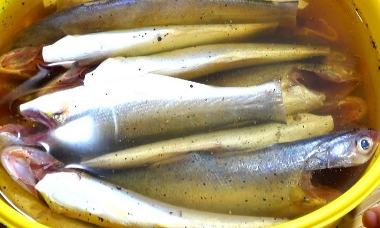 Cách làm cá khô (Hình 3)