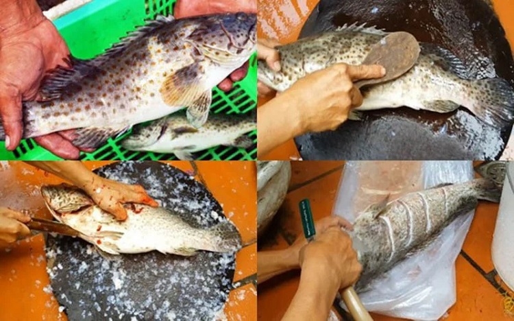 Cách làm cá mú hấp bia (Hình 2)