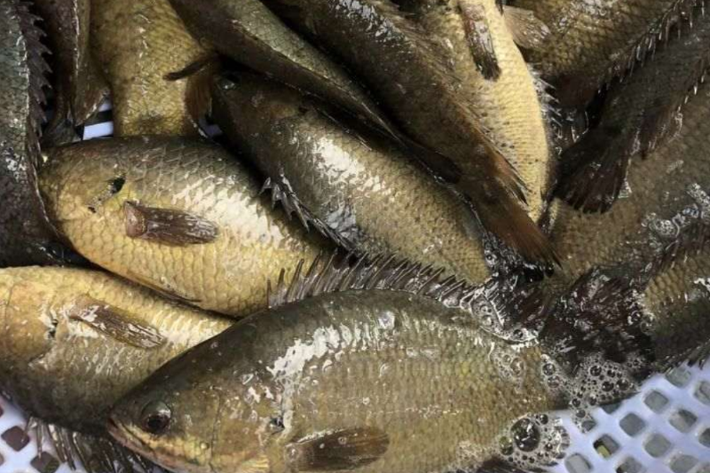 Cách làm cá rô kho tộ kiểu Nam Bộ - hình 1