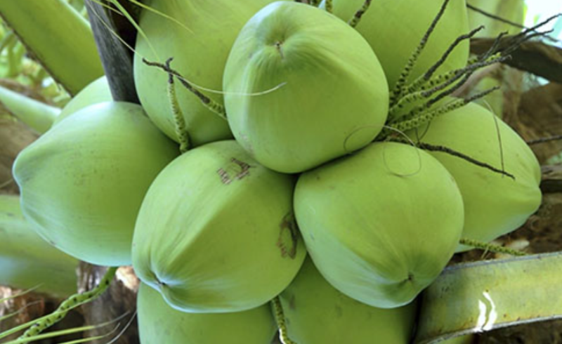 Cách làm cá rô kho tộ kiểu Nam Bộ - hình 2