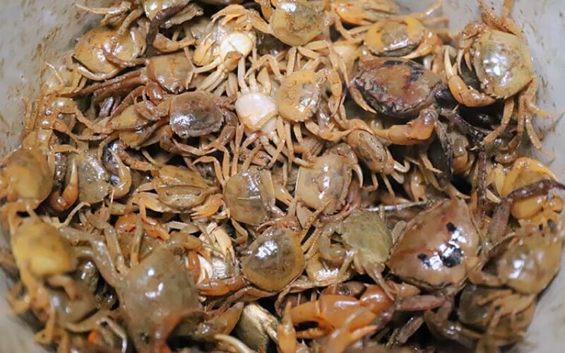 gia tri dinh duong cua cua dong
