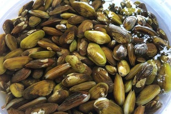 Cách làm chem chép xào rau hình 7