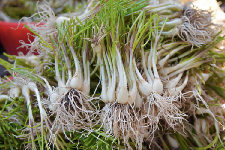 cách làm củ kiệu chua ngọt 2