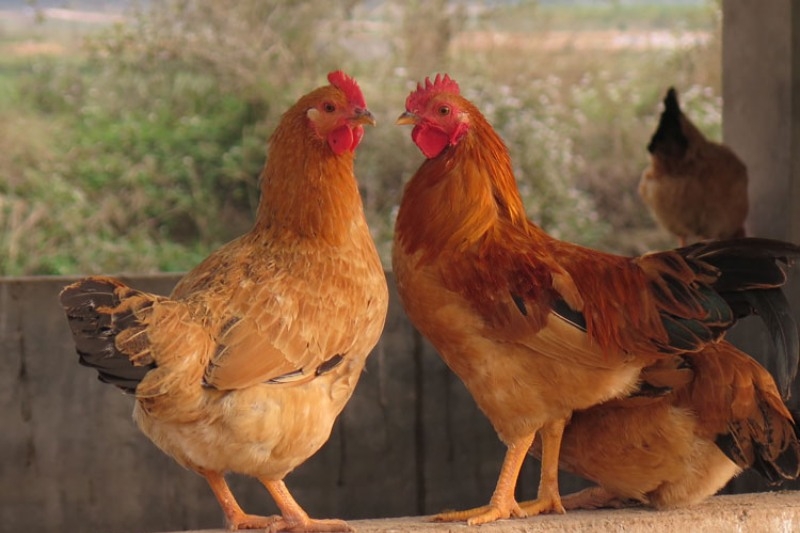 cách làm gà rán sốt cay 1