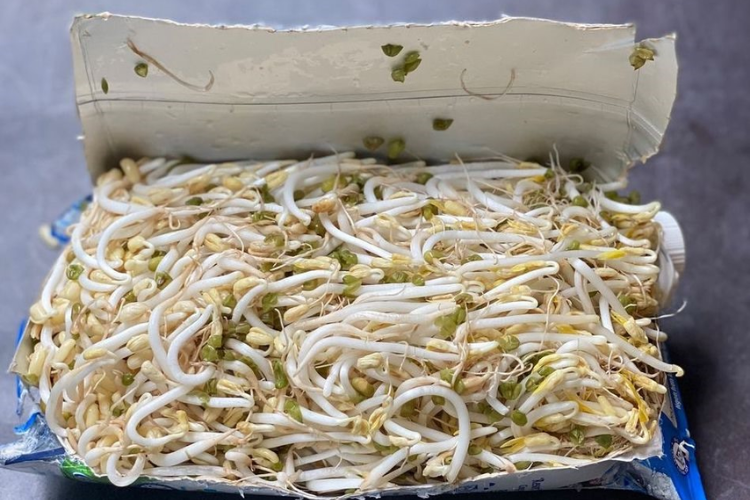 cách làm giá đỗ hình 5