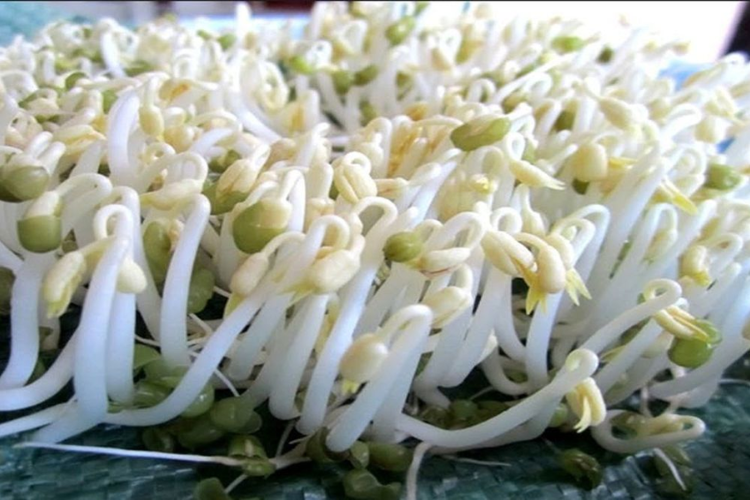 cách làm giá đỗ hình 6