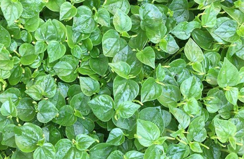 Cách làm gỏi gà rau càng cua (hình 2)