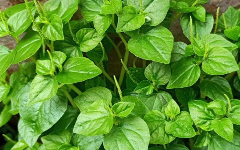 Cách làm gỏi gà rau càng cua (hình 5)