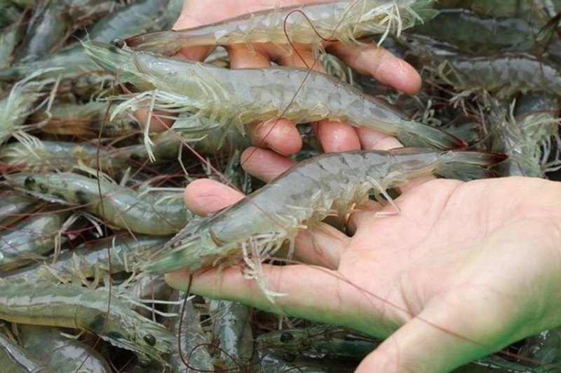 gỏi rau câu tôm thịt (hình 3)