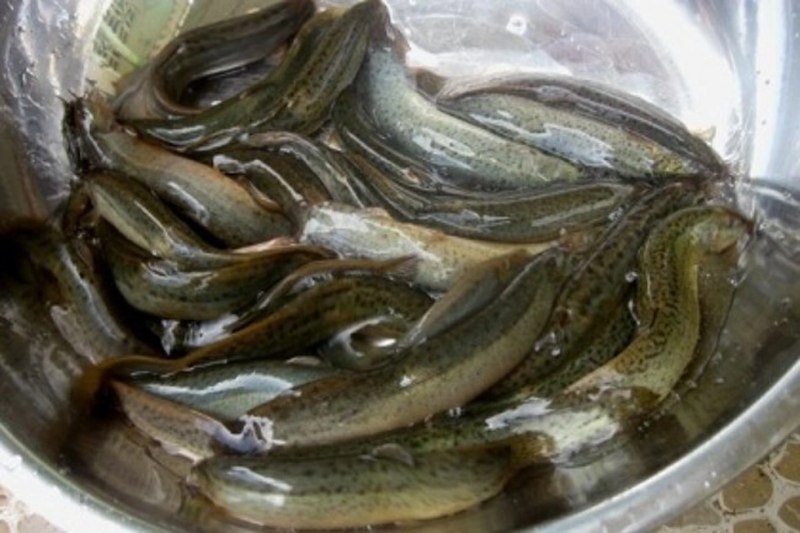 cách làm khô cá chạch 5