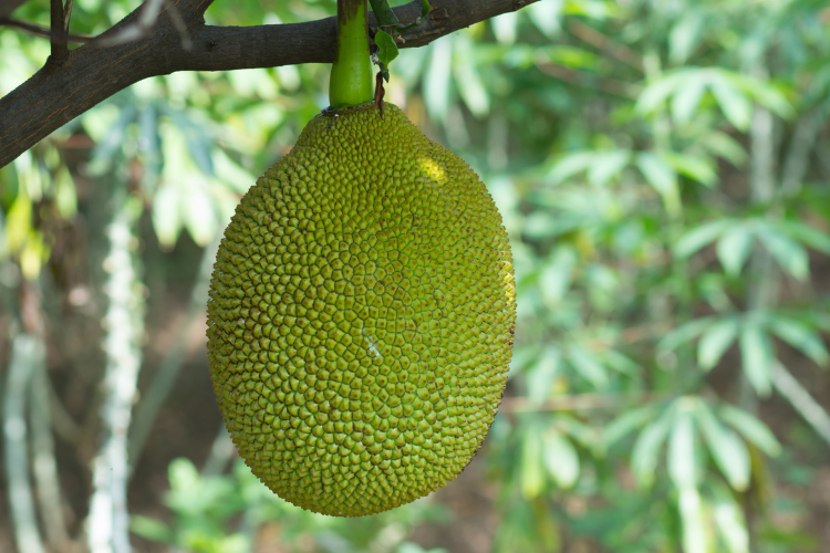 Cách làm mít non muối chua hình 3